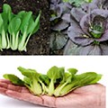 pak-choi 3.jpg